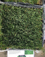 Load image into Gallery viewer, Enduro dwarf tall fescue grass