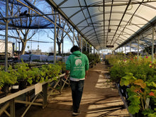 Load image into Gallery viewer, Turkey Tangle Ground Cover - Native Lawn Delivery