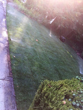 Load image into Gallery viewer, tall 9010 fescue with bluegrass