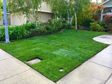 Load image into Gallery viewer, hybrid tall fescue sod with bluegrass