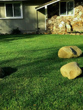 Load image into Gallery viewer, Fescue grass