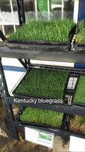 Load image into Gallery viewer, Kentucky Bluegrass sod
