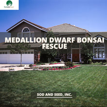 Load image into Gallery viewer, Dwarf Fescue with Bonsai
