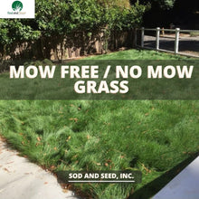 Load image into Gallery viewer, Mow Free Grass