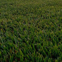 Load image into Gallery viewer, Medallion Dwarf fescue with Bonsai