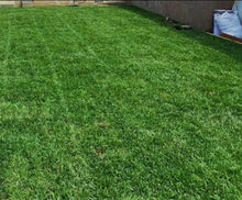 Load image into Gallery viewer,    Medallion tall fescue grass backyard