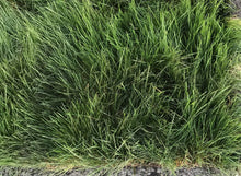 Load image into Gallery viewer, No mow lawn seed