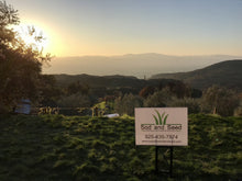 Load image into Gallery viewer, No mow grass seed