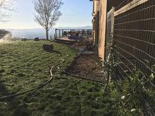 Load image into Gallery viewer, no mow lawn seed