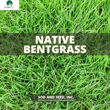 Load image into Gallery viewer, Native Bentgrass