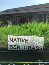Load image into Gallery viewer, Native Bent grass sod