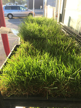 Load image into Gallery viewer, Native bentgrass farm