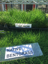 Load image into Gallery viewer, native bentgrass mow free