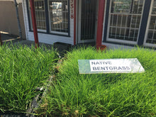 Load image into Gallery viewer, native bentgrass sod sample
