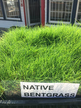 Load image into Gallery viewer, Native bentgrass