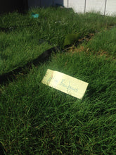 Load image into Gallery viewer, native bentgrass image