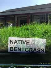 Load image into Gallery viewer, native bentgrass farm