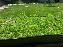 Load image into Gallery viewer, Native Kurapia ground cover phyla nodiflora