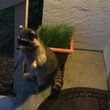 Load image into Gallery viewer, native mow free grass decoration