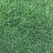 Load image into Gallery viewer, Native Bentgrass - Bay Area Sod and Seed