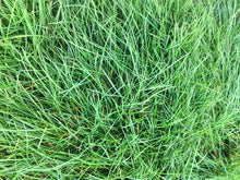 Load image into Gallery viewer, native mow free grass
