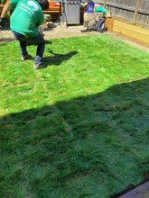 Load image into Gallery viewer, native no mow sod