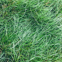 Load image into Gallery viewer, Native Preservation Mix - Bay Area Sod and Seed