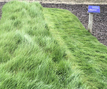 Load image into Gallery viewer, Native Bentgrass Sod and Seed