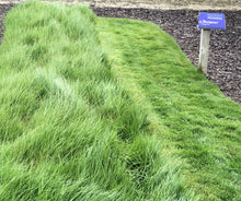 Load image into Gallery viewer, Native bentgrass seed