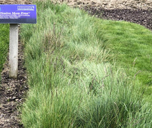 Load image into Gallery viewer, native mow free 12-18 inches tall