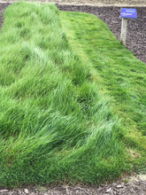 Load image into Gallery viewer, Native bentgrass sod