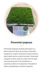 Load image into Gallery viewer, Ryegrass information