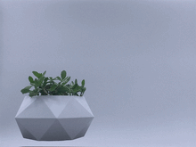 Load image into Gallery viewer, Phyla Nodiflora Ground Cover Plug