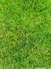 Load image into Gallery viewer, Classic Ryegrass - Bay Area Sod and Seed