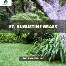 Load image into Gallery viewer, St. Augustine Grass
