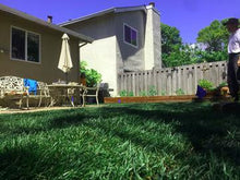 Load image into Gallery viewer, seed like scotts grass seed sun and shade