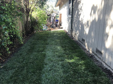 Load image into Gallery viewer, seed like scotts sun and shade