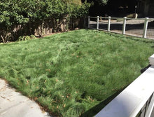 Load image into Gallery viewer, no mow lawn grass seed