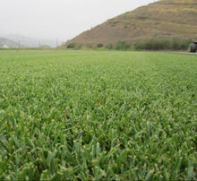 Load image into Gallery viewer, Buffalo grass