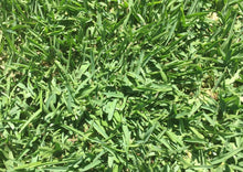 Load image into Gallery viewer, St. Augustine Grass - Native Lawn Delivery