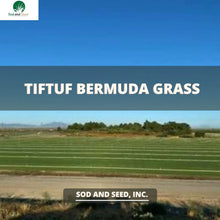Load image into Gallery viewer, tif tuf bermuda grass