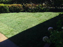 Load image into Gallery viewer, delta tall fescue with bluegrass 90-10