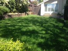 Load image into Gallery viewer, tall fescue sod farm