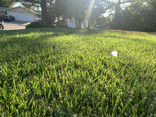 Load image into Gallery viewer, Fescue Bluegrass grass seed