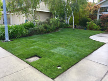 Load image into Gallery viewer, Fescue and Bluegrass Seed for grass