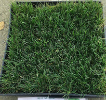 Load image into Gallery viewer, best fescue grass seed