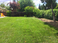 Load image into Gallery viewer, premium fescue sod