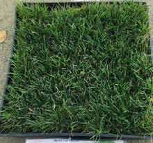 Load image into Gallery viewer, fescue grass