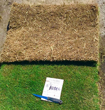 Load image into Gallery viewer, Tifway 2 Bermudagrass