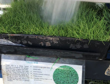 Load image into Gallery viewer, tifway 419 sod farm